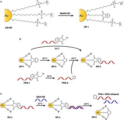 Exploiting Double Exchange Diels-Alder Cycloadditions for Immobilization of Peptide Nucleic Acids on Gold Nanoparticles